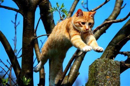 Cat Animal Jump photo