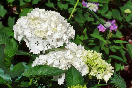 White garden hydrangea flowers photo