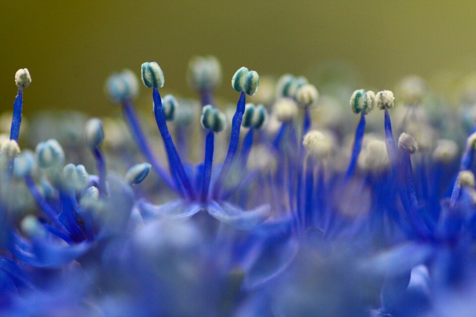 Blue macro blossom