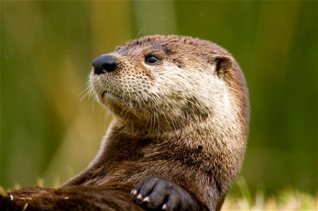 Otter Animal photo