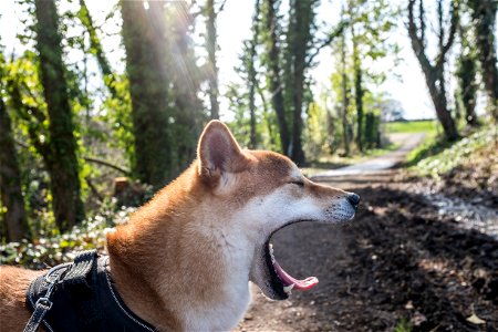 Shibainu Dog Yawn photo