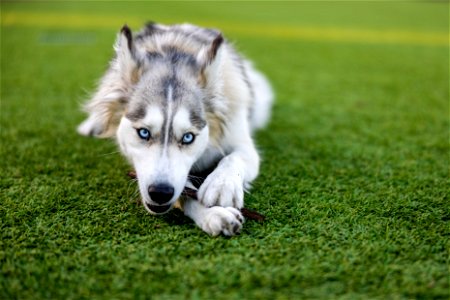 Siberian Husky Dog photo