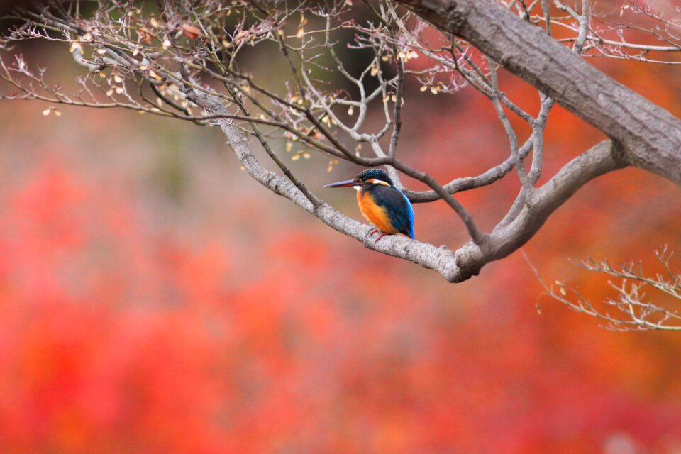 Kingfisher rest nature photo