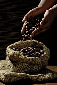 Cacao Cocoa Beans photo