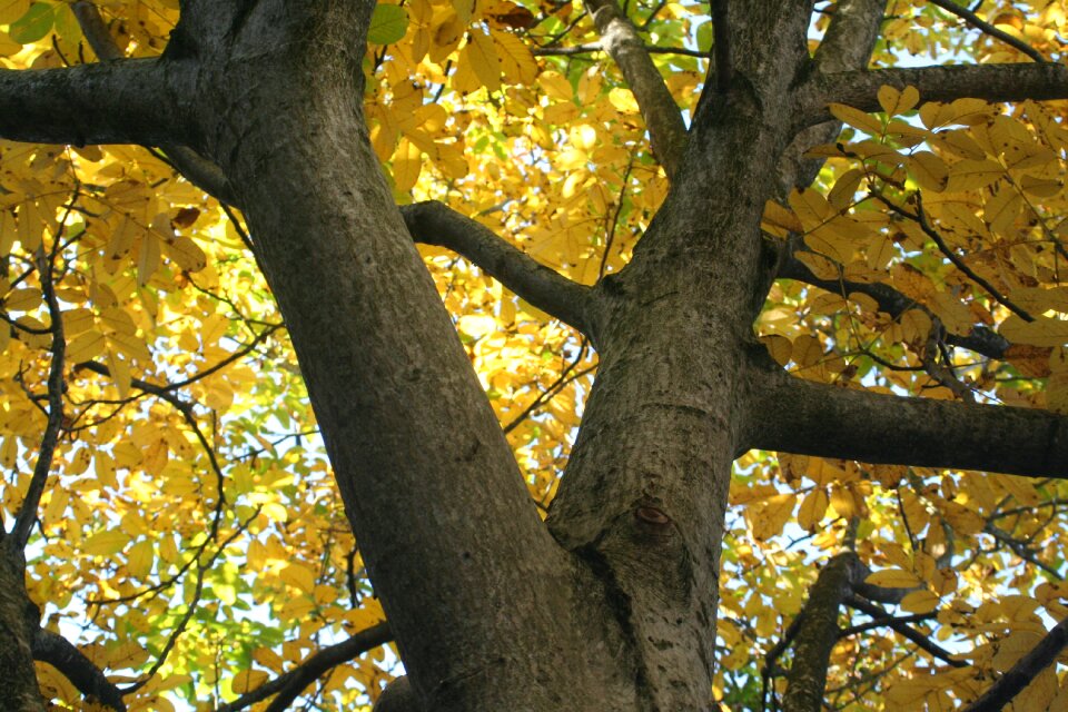 Park leaves tree