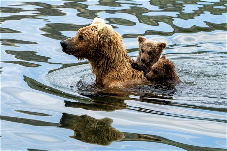 Brown Bear Cubs