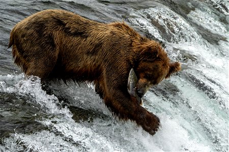 Brown Bear Salmon