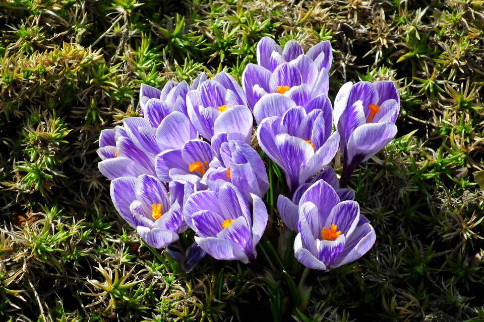 Spring garden beautiful