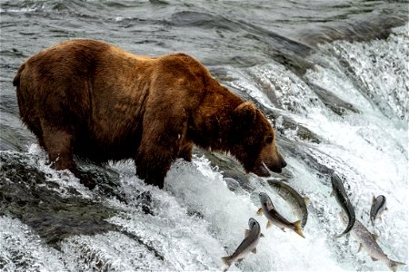 Brown Bear Salmon