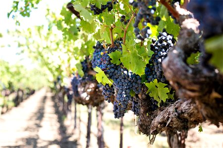 Vineyard Grape Fruit photo