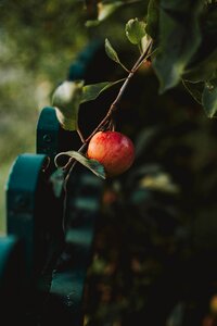 Fence nature fruit