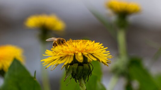 Summer meadow nature flower