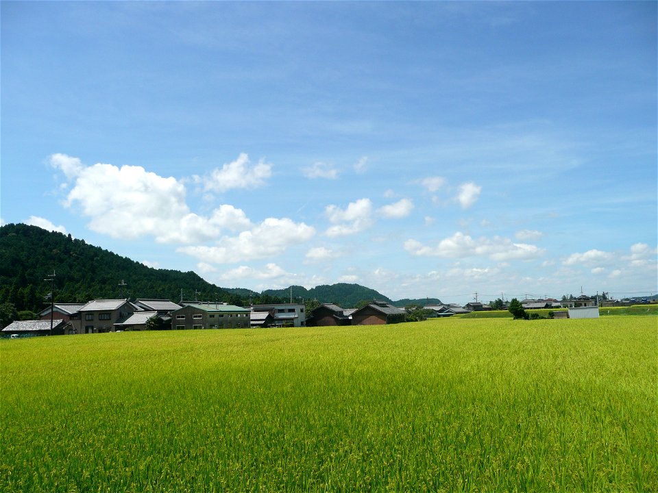 Countryside Rice Field photo