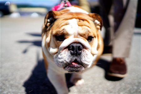Bulldog Dog Animal