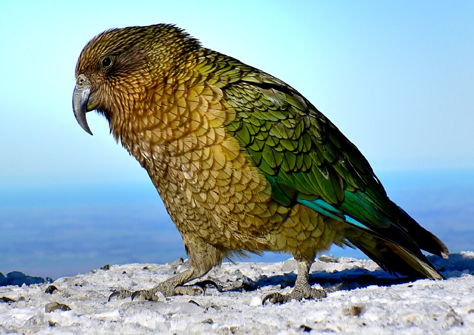 New zealand wildlife nature