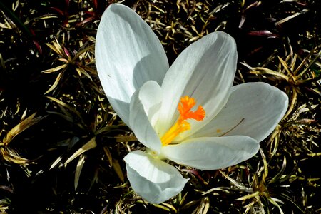 Spring garden nature