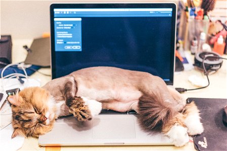 Laptop Computer Cat Sleeping photo