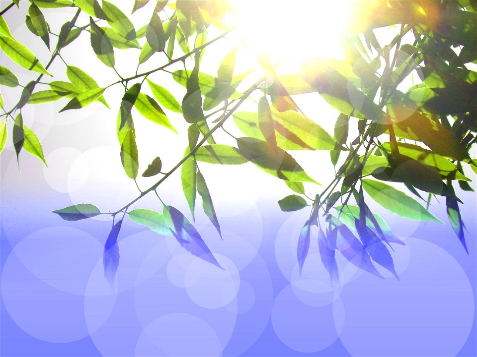 Sunshine Leaves