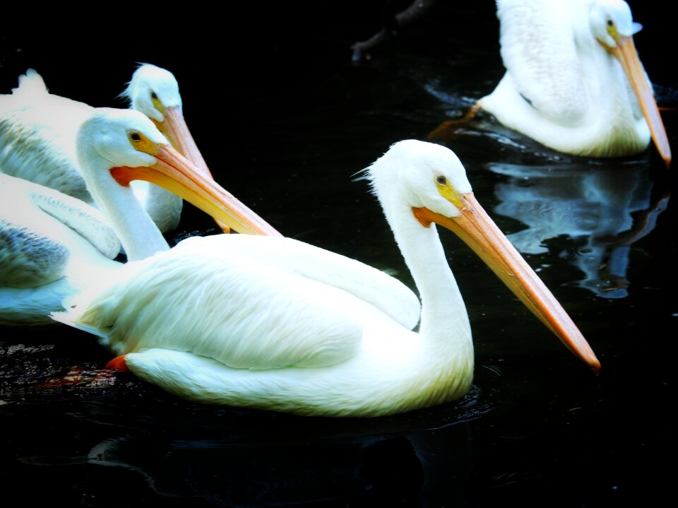 Bird water bird river