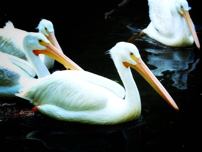 Bird water bird river