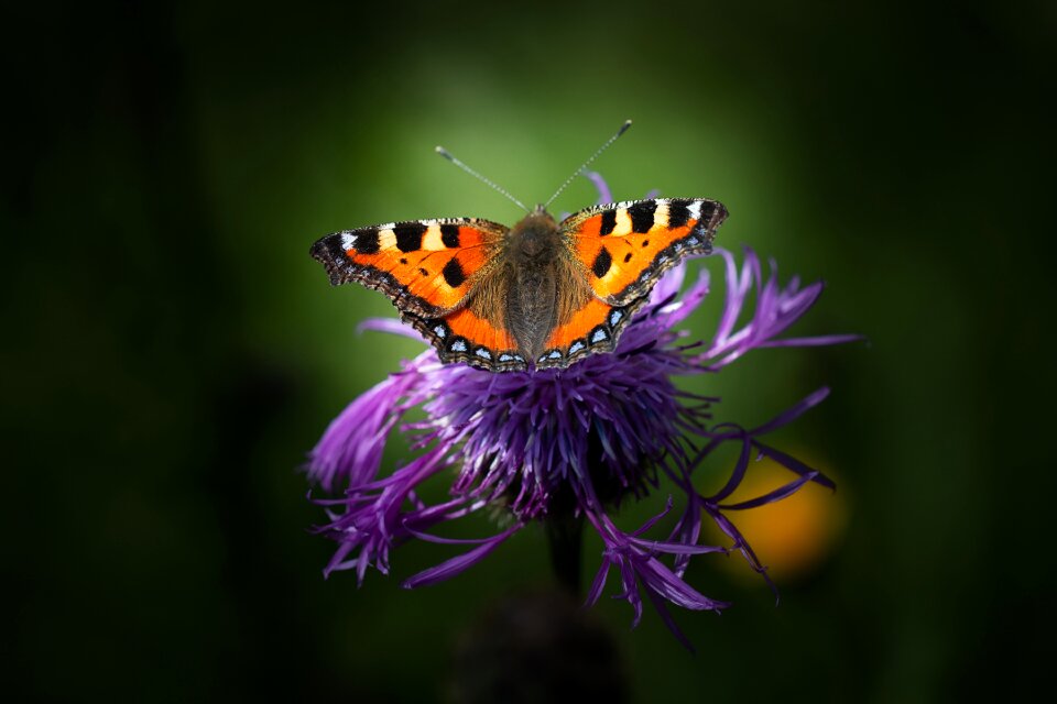 Beautiful flower blossom
