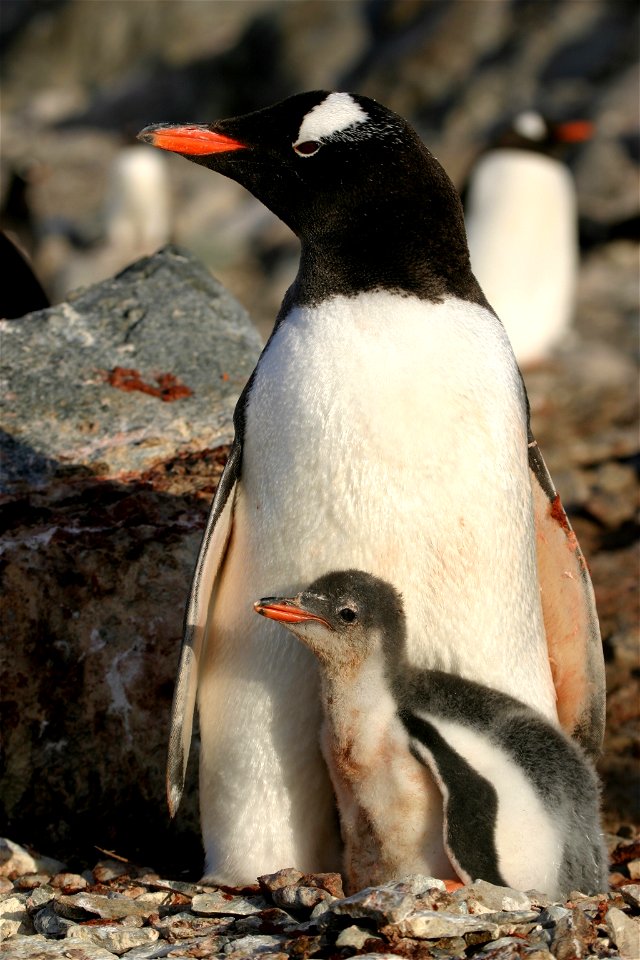Gentoo Penguin Chick