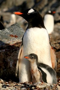 Gentoo Penguin Chick photo
