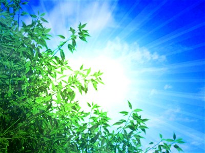 Green Leaves Sunshine
