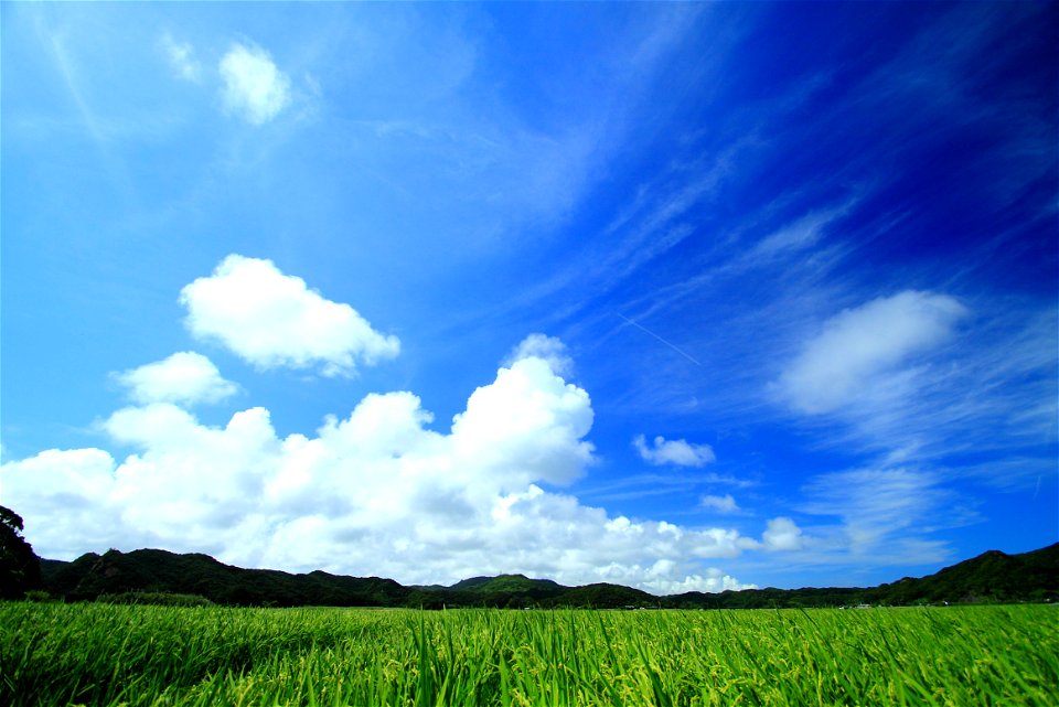 Summer Rice Field Sky