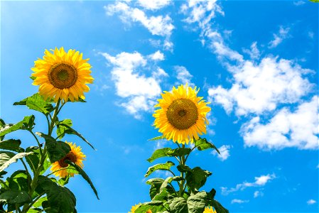 Sunflower Sky Summer