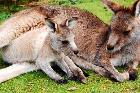 Kangaroo Animal photo