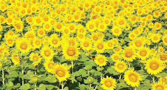 Sunflower Field Summer