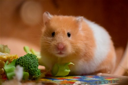 Golden Hamster Animal photo