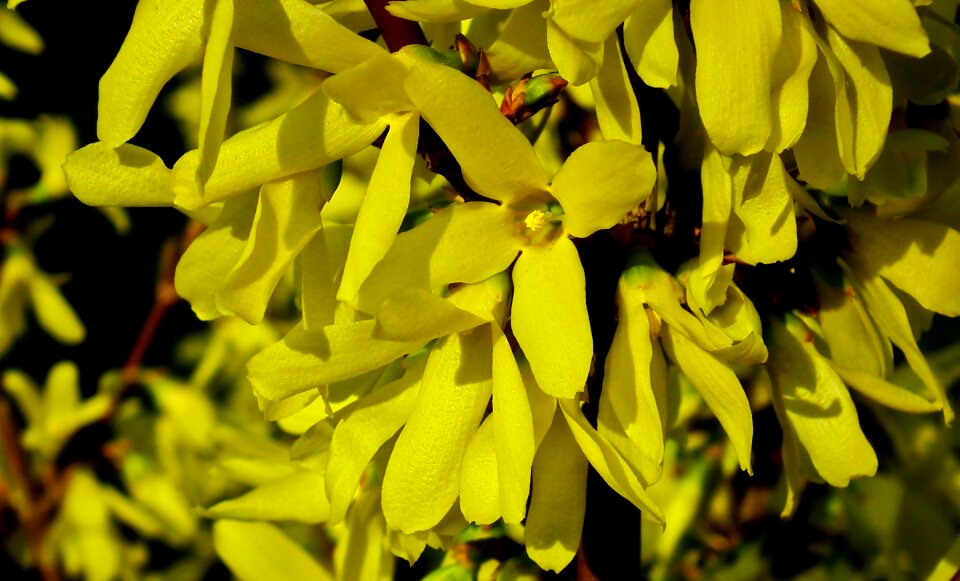 Spring nature closeup