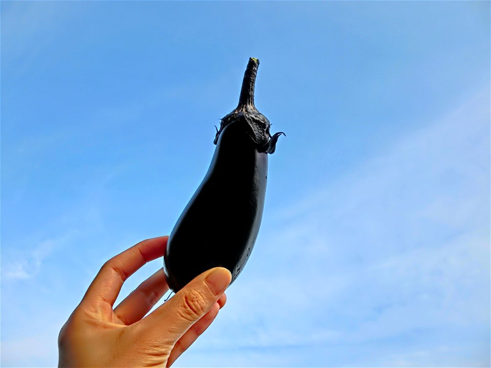 Eggplants Vegetable