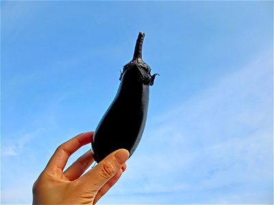 Eggplants Vegetable