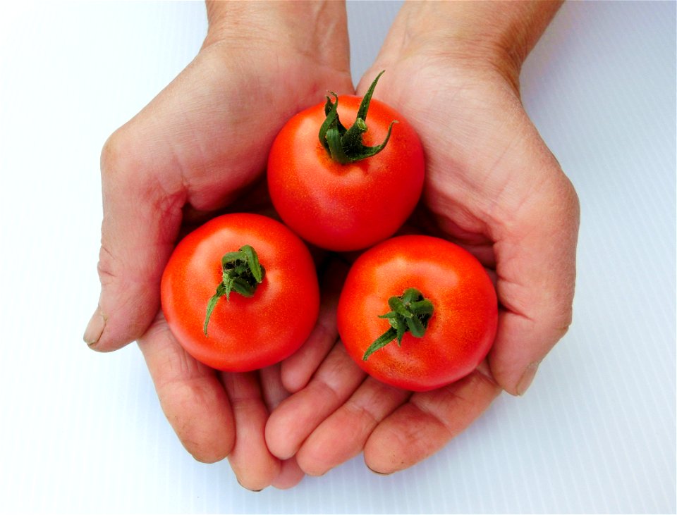 Tomatos Vegetable Hands