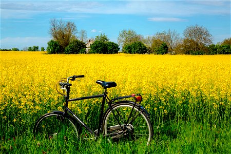 Bicycle Rapeseed Field