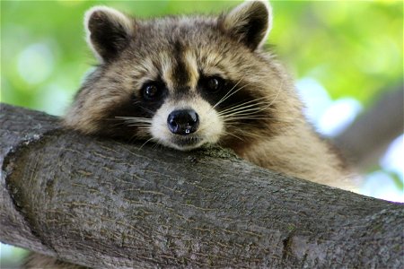 Raccoon Animal photo