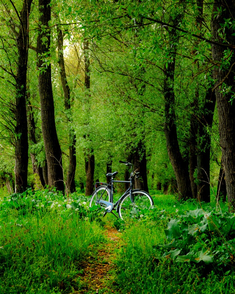 Bicycle Green Forest