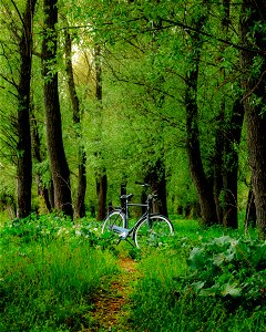 Bicycle Green Forest