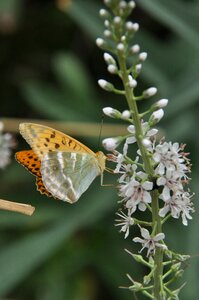 Flower nature insect photo