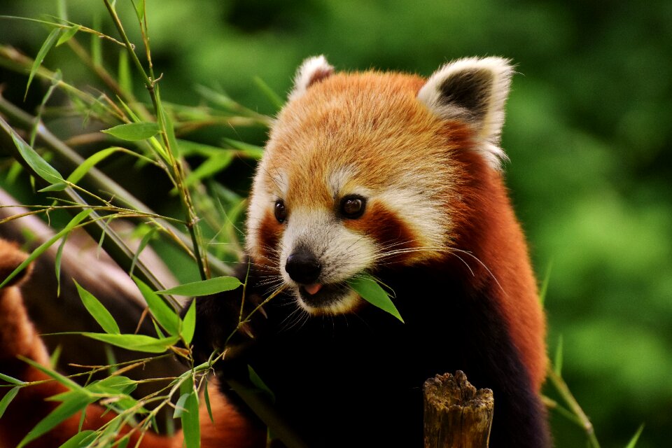 Ailurus fulgens predator mammal