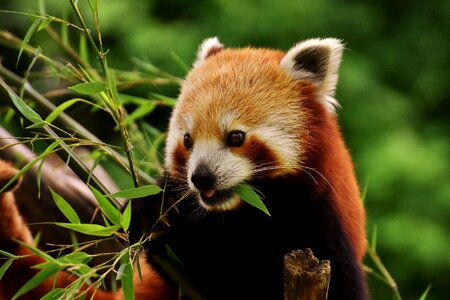 Ailurus fulgens predator mammal