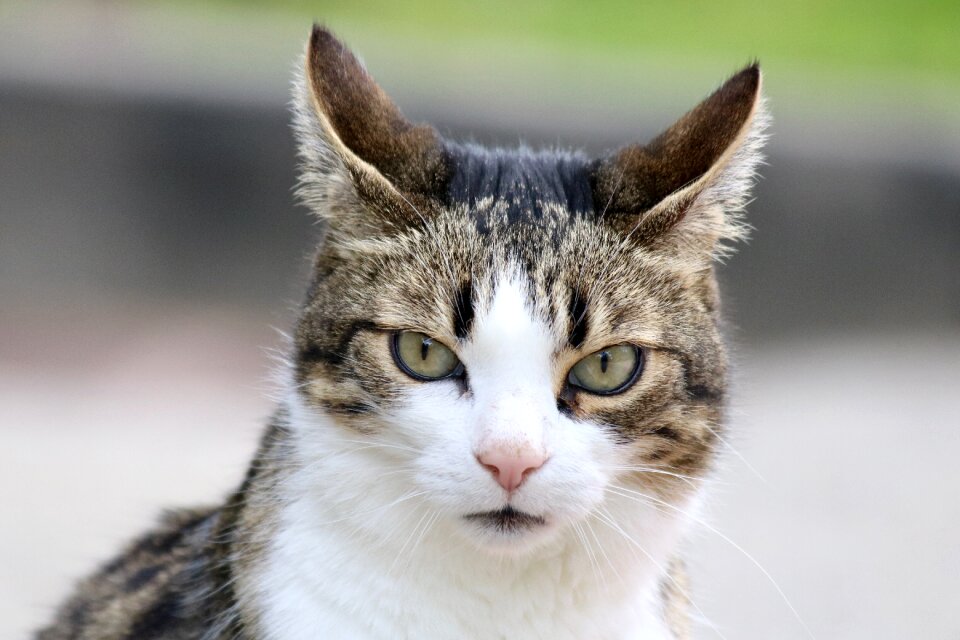 Cat domestic cat pets