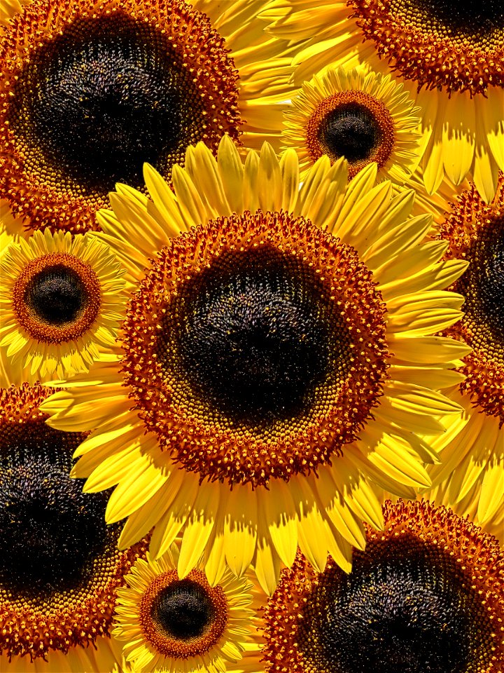Sunflower Flower