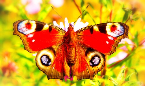 Flower apiformes animals