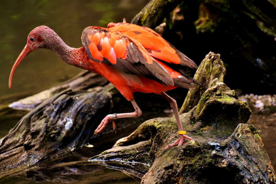 Red ibis plumage zoo