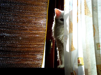 Cat Curtain Animal photo