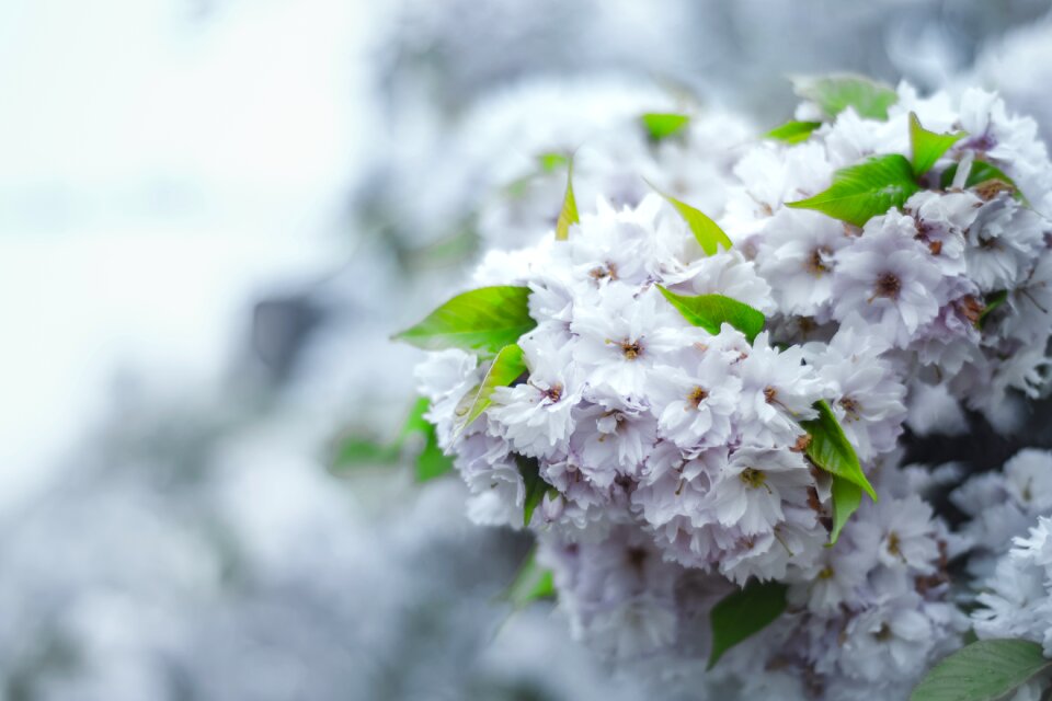 Flora flowering wild